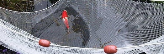 Koi netten