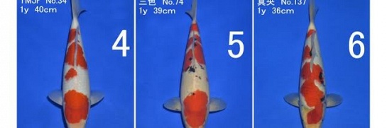 Koi nog in Japan