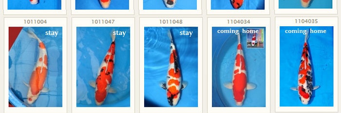 Koi nog te koop in mudpond