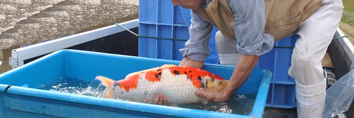 Koi om van te genieten