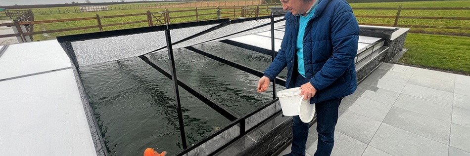 Een nieuwe bestemming voor 2 bijzondere koi