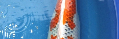 Koi opgehaald