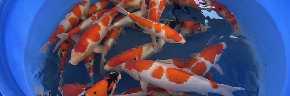 Koi selecteren voor de open dag