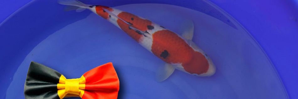 Koi uitzoeken voor de show in Arcen