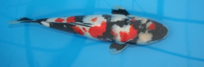 Koi van de 2de reeks