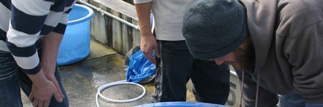 Koi van klanten