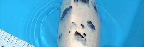 Koi Wielsbeke