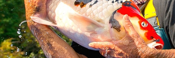 Konishi Koi Farm