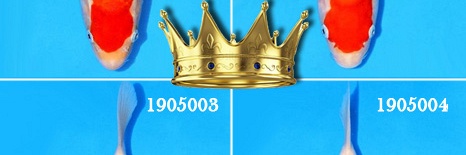 Koop de toekomst