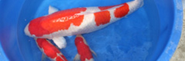 Kweekseizoen 2009 bij Momotaro