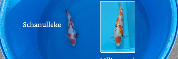 Lilliputterke en Schanulleke