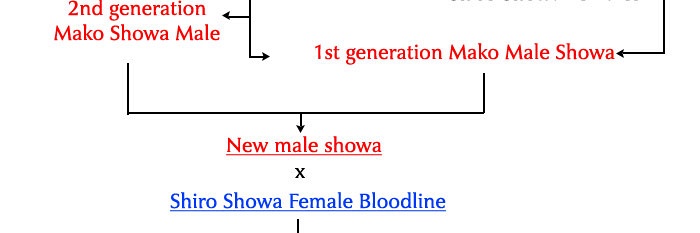 Mako Showa bloedlijn