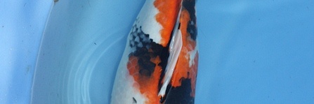 Mako Showa