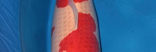 Mannelijke Momo's
