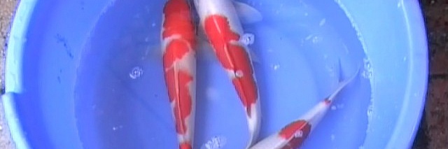 matsue tateshita kohaku