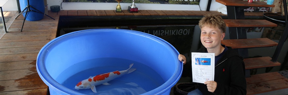 Meerdere koi verlaten Ameide