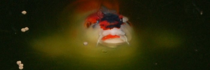 Mijn mudpond
