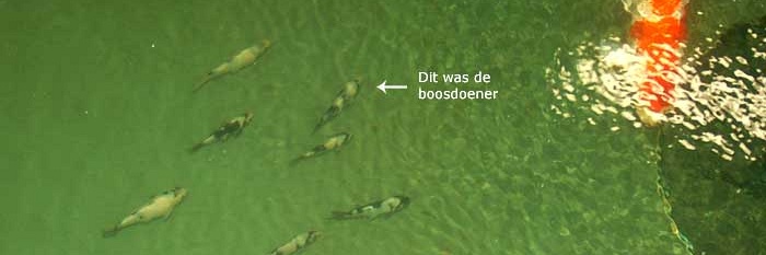 Mijn nieuwjaar 2009