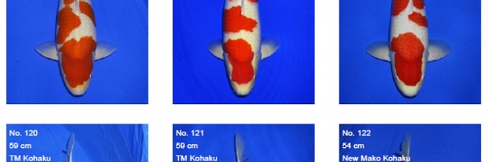 Momotaro auction 17 februari - De mannen
