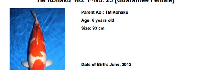 Momotaro auction 17 februari