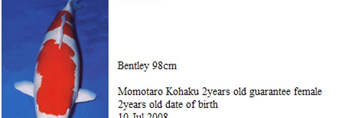 Momotaro auction 17 november: kohaku