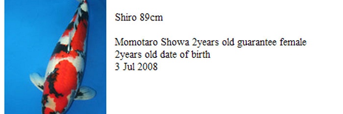 Momotaro auction 17 november: showa