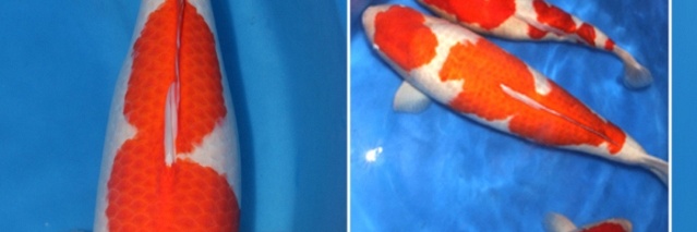 Momotaro breeding proces 2013
