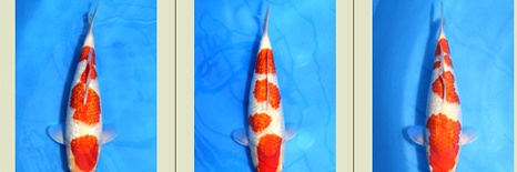 Momotaro Mannelijke Tosai Ginrin Kohaku