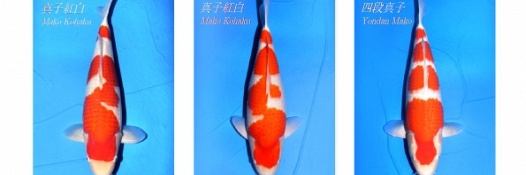 Momotaro Nisai Kohaku