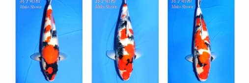 Momotaro Nisai Showa