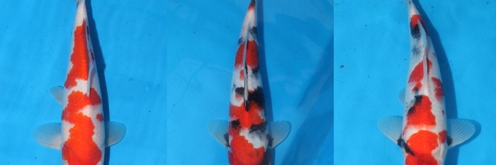 Momotaro tosai