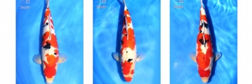 Momotaro Tosai Sanke