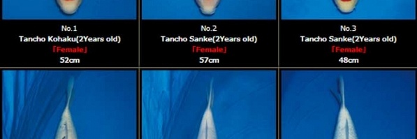Momotaro veiling 19-20 februari - Tancho Kohaku