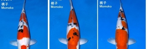 Momotaro veiling 2 februari Sansai