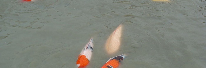 Mudpondkosten