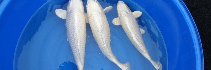 Mukashi Ogon