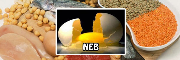 Netto Eiwit Benutting