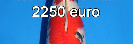 Nieuwe actie 10 jarig bestaan