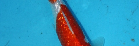 Nieuwe foto's Otsuka tosai