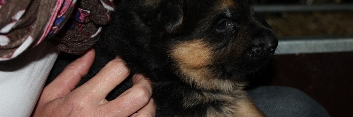 Nieuwe foto's van SIMBA!