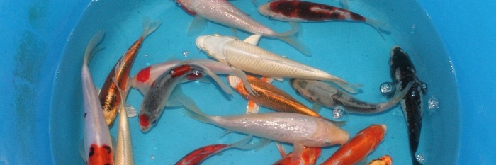 nieuwe selectie japanse koi uit quarantaine tossai mix 15/18 cm