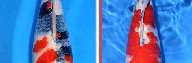 Nieuwe Update Dainichi koi
