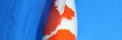 November veiling Momotaro