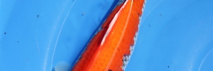 Ontwikkeling tosai