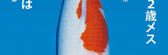 Onze selectie van Matsue