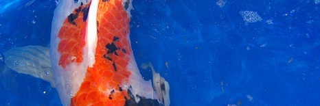 Onze testcase