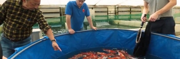 Op jacht naar jumbo tosai