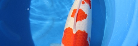 Open Sales yondan kohaku