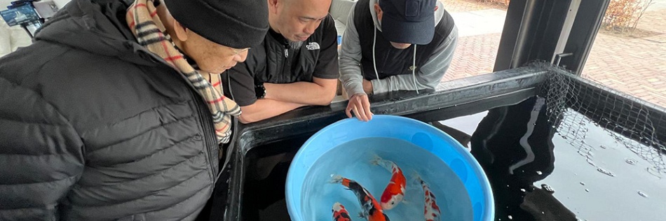 Ophalen koi in Ameide en Arendonk