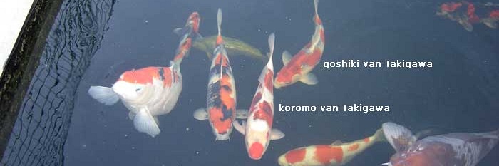 Opvallende Koromo verlaat het nest